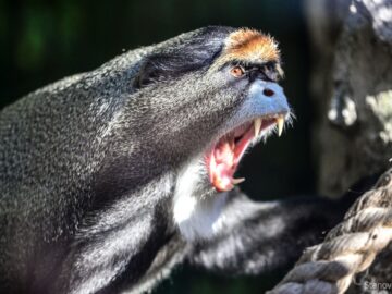 Medzitým v ZOO Bratislava