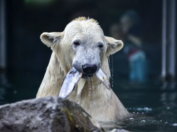 Ľadový medveď v Schönbrunne sa kŕmi rybami