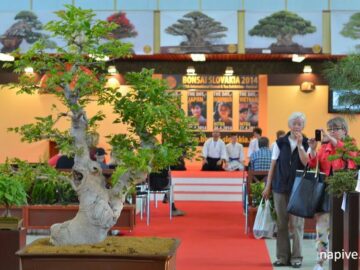 Gardenia 2014 (Bonsaje a kvietky)