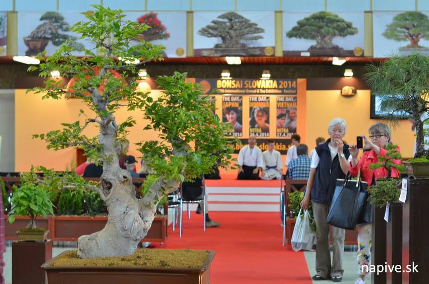 Gardenia 2014 (Bonsaje a kvietky)