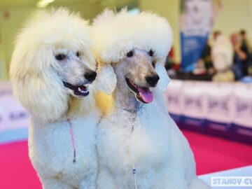 Medzinárodná výstava psov Nitra 2016
